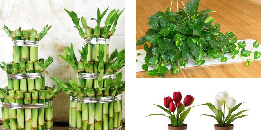 1484883211108521.jpg 室內(nèi)植物擺放.jpg