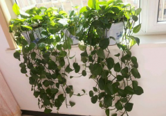 甲醛污染忌視而不見，快給你的新居通通風(fēng)吧！