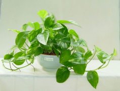 佛山三水順德新房去甲醛的技巧有哪些？